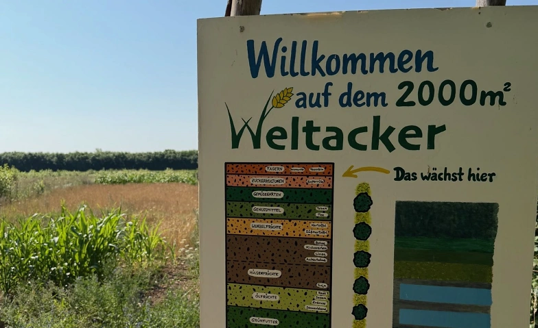Sauerkraut fermentieren auf dem Weltacker · Bild 1