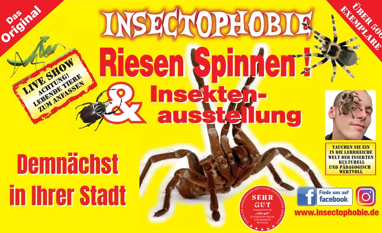 Insectophobie Riesenspinnen & Insekten · Bild 1