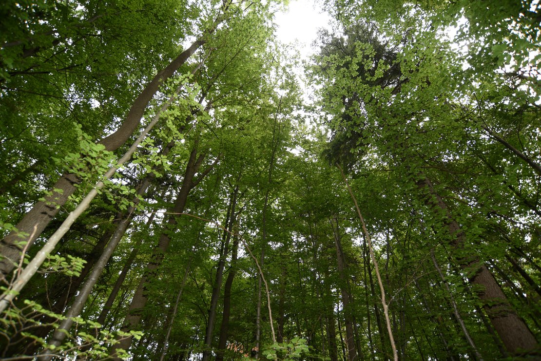Waldcafé - Schokolade · Bild 1