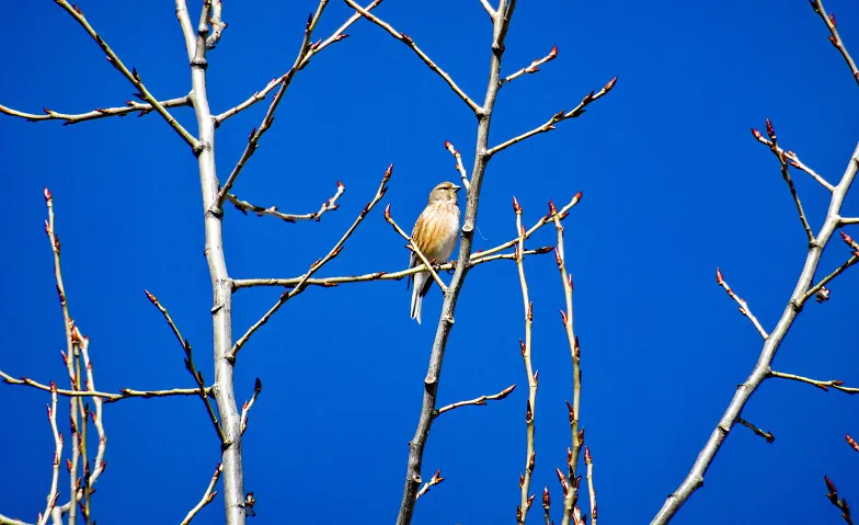 Wo fliegen die Vögel hin? · Bild 1