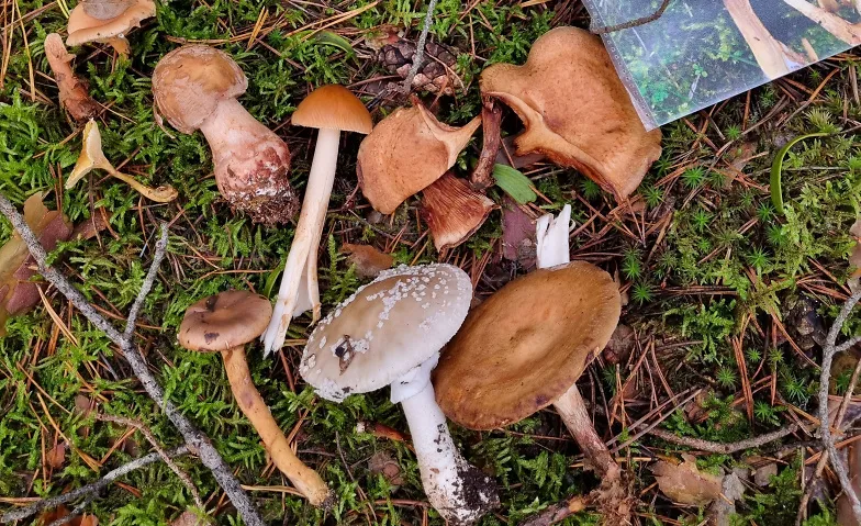 Eintauchen in die Welt der Waldpilze · Bild 1