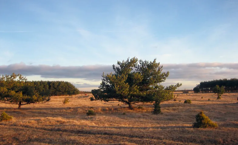 Im Herbst Altes abschütteln - Qigong und Naturerfahrung an d · Bild 1