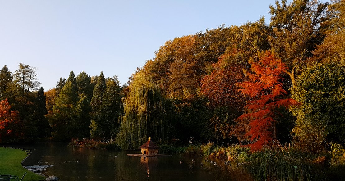 Herbstlicher Baumspaziergang · Bild 1