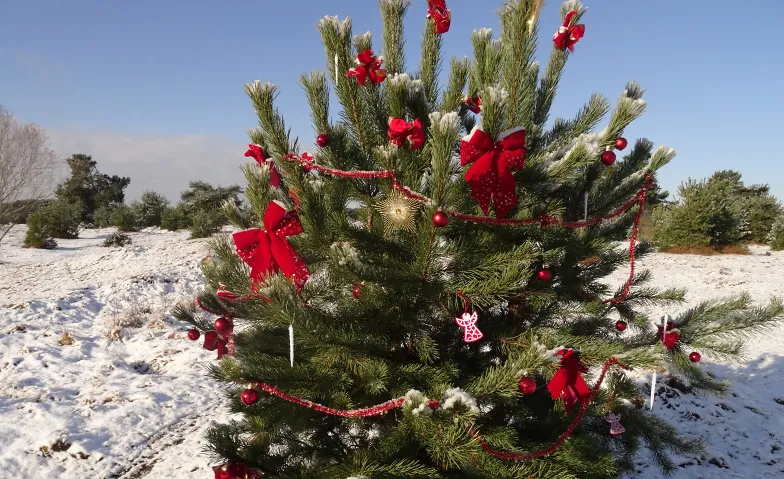 Weihnachtsbäume aus der Heide für ein nachhaltiges Fest · Bild 1