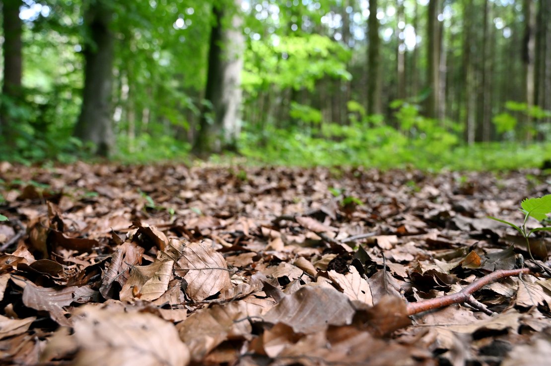 Waldführung durch den Siebentischwald mit dem Förster · Bild 1