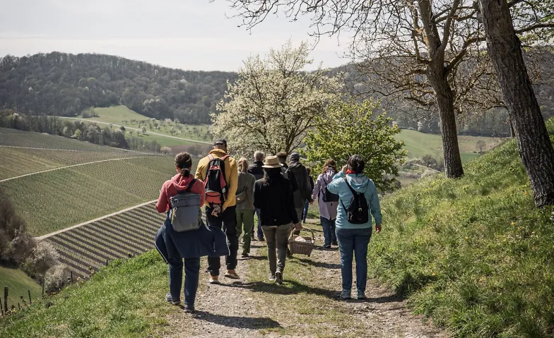 Weinwandeln - Weinerlebnis durch die Casteller Weinberge · Bild 1