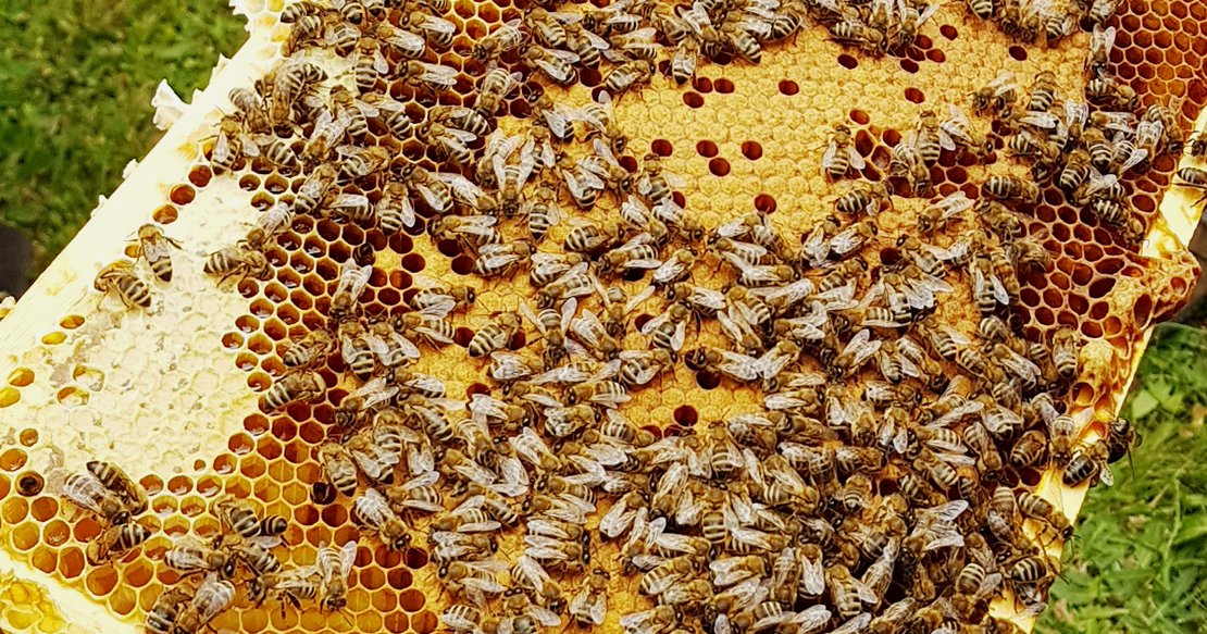 1. Advent bei den Bienen · Bild 1