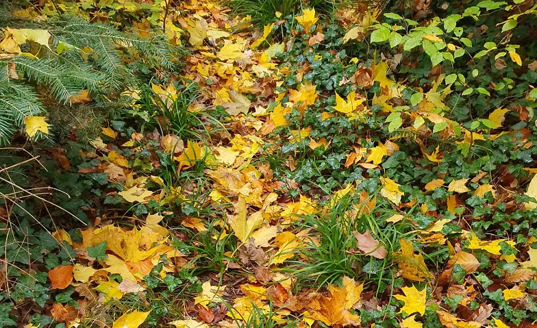 Wald-Auszeit im goldenen Herbst · Bild 1